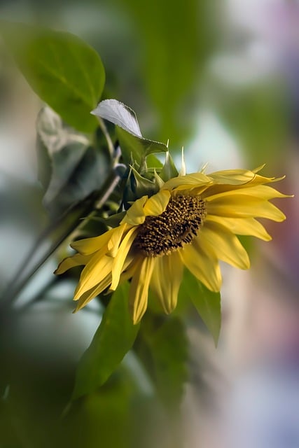 Sonnenblume, Natur, Makrofotografie
