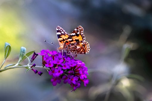 Schmetterling, Distelfalter, Blume