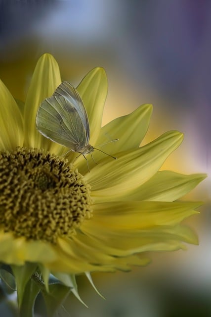 Sonnenblume, Schmetterling, Natur, Makro
