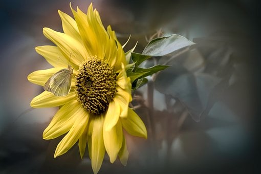 Schmetterling, Sonnenblume