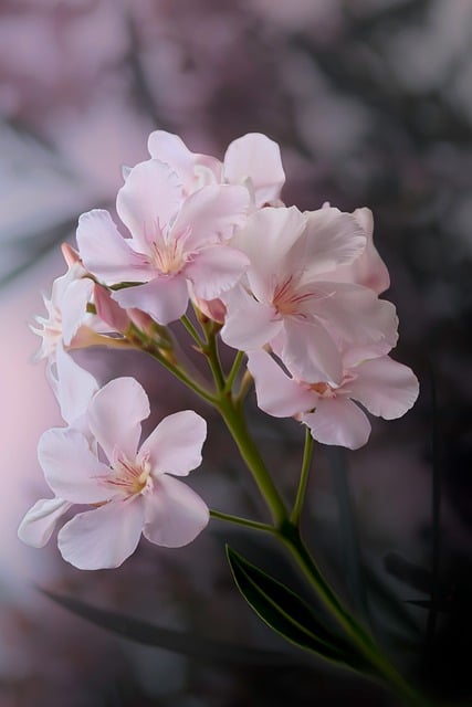 Oleander, Blume, Blätter, Rosa