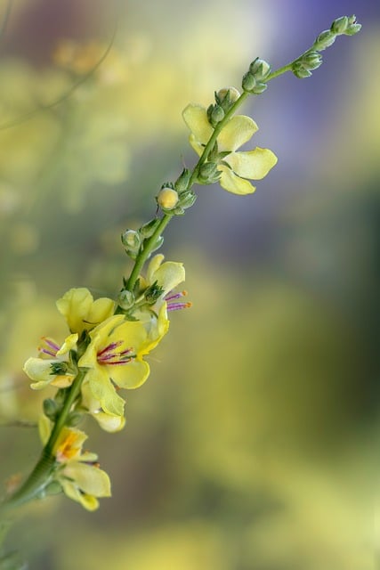 Blume, Natur, Makro, Bokeh, Gelb