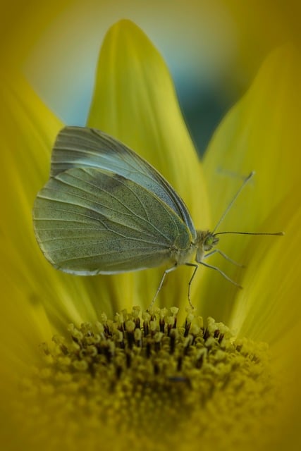 Schmetterling, Insekt, Weißling