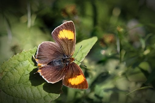Schmetterling, Makro, Natur, Blatt