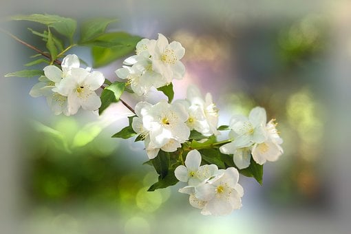 Blumen, Jasmin, Strauch, Blätter, Natur