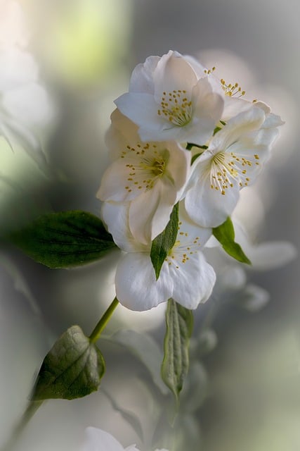 Jasmin, Blume, Zweig, Bokeh, Pflanze