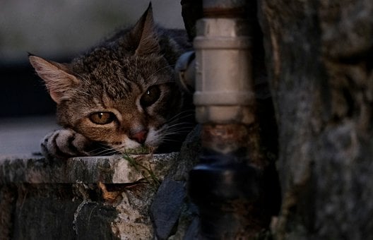 Mačka, Popredí, Mačacie Oči, Tiger