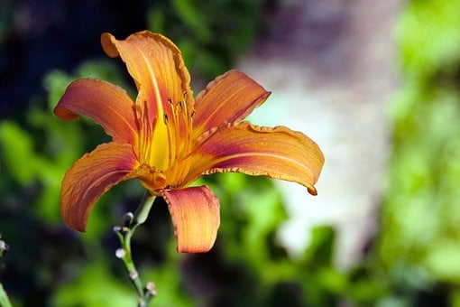 Hemerocallis, Kvet, Makro, Oranžový