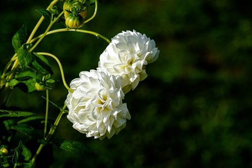 Free Flower Dahlia photo and picture