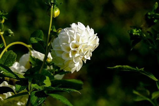 Free Flower Dahlia photo and picture