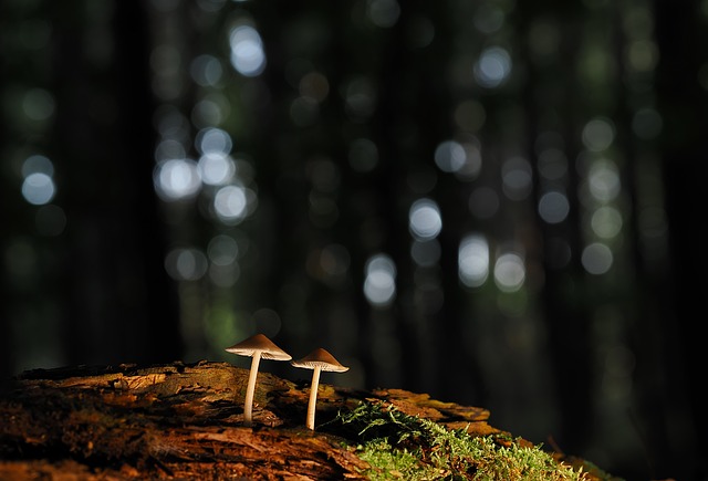 Pilze, Natur, Moos, Wald, Mykologie