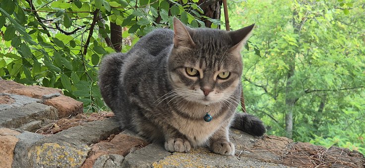 Katze, Charmant, Grau, Im Freien, Bäume