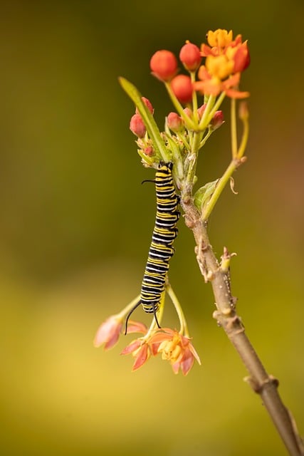 Lagarta, Borboleta, Natureza