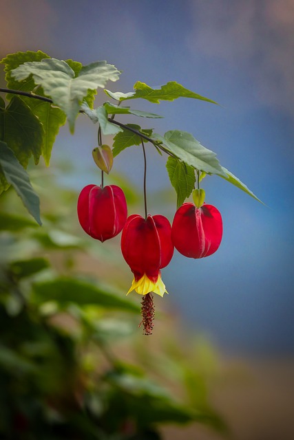 Flor, Vermelho, Folhas Verdes, Natureza