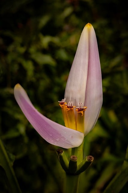 Natureza, Flor, Flor De Banana