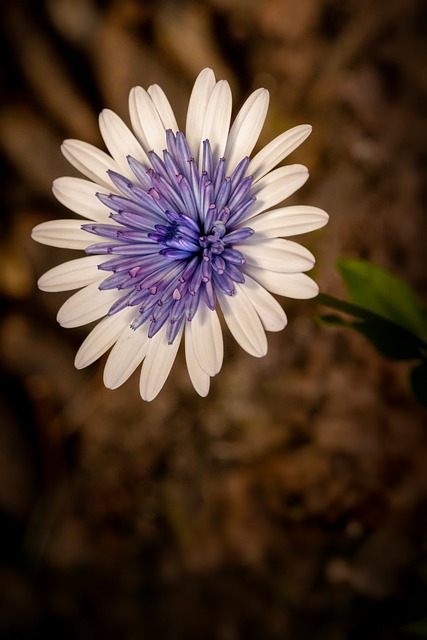 Flor, Pétalas Brancas, Pétalas Azuis