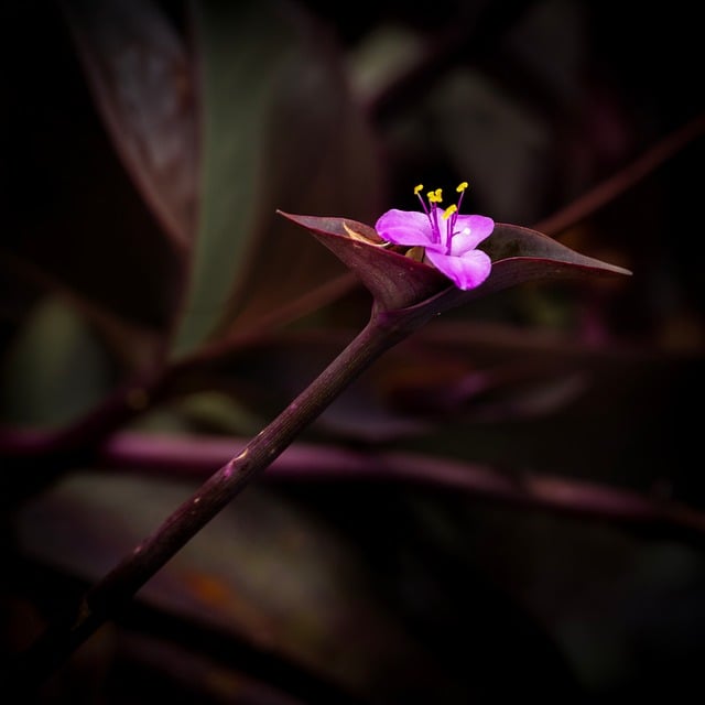 Flor, Roxo, Fotografia Macro, Natureza