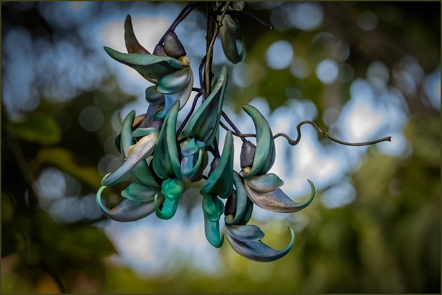 Planta De Jade, Flores Verdes, Natureza