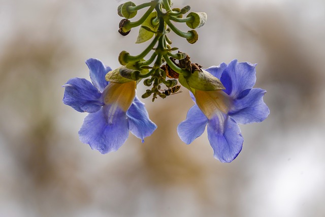 Tunbergia, Flor, Natureza, Azul, Detalhe