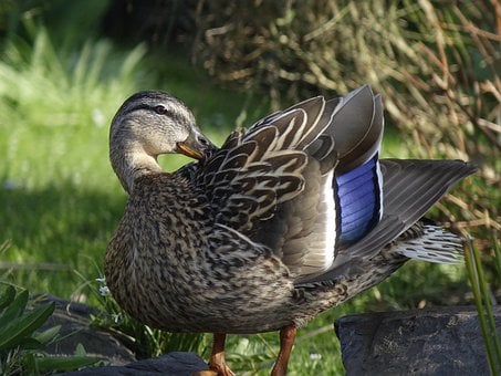Gråand, Natur, Fugl, Fjeder, Nærbillede