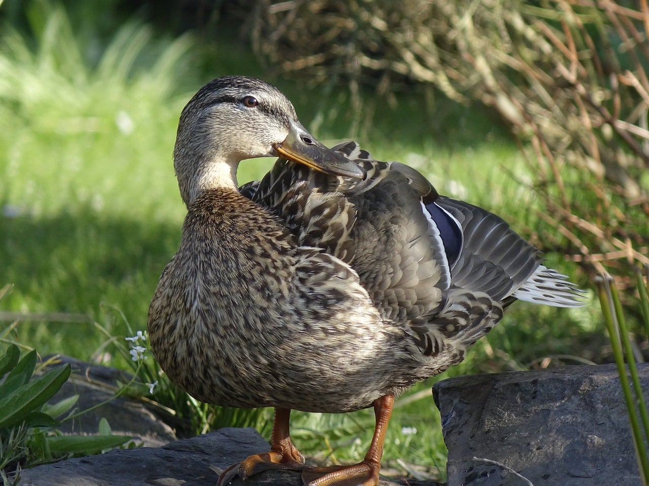 Ente, Stockente, Weiblich