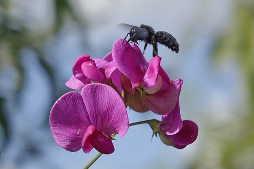Humlebi, Blomstrende Plante