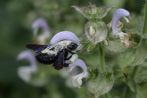 Humlebi, Bestøvning, Moder Natur, Natur