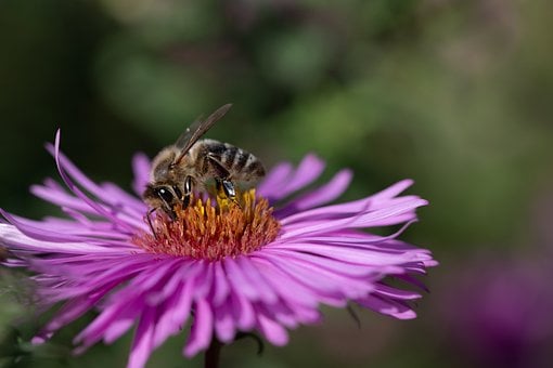 Free Bee Aster photo and picture