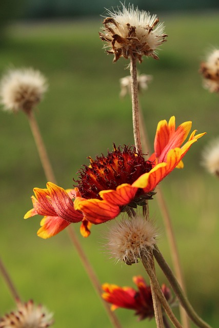Free Flower Petal photo and picture