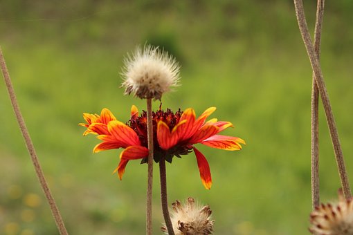 Free Blanket Flower Gaillardia photo and picture