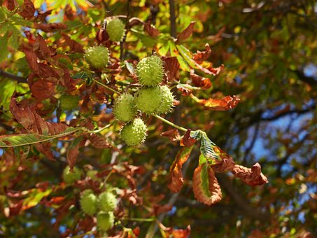 Free Chestnuts Dry Leaves photo and picture