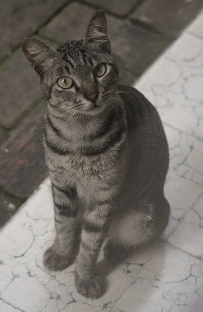 Katze, Haustier, Im Freien, Süß