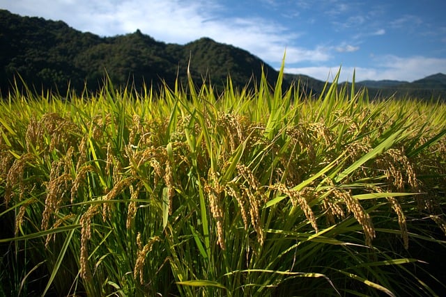 Free Rice Field Nature photo and picture