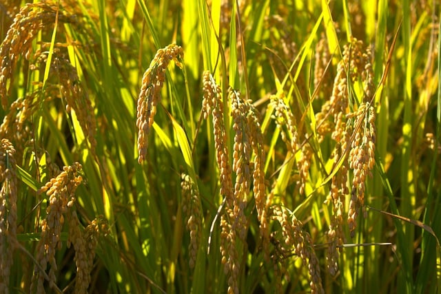 Rijst, Veld, Rijpheid, Oogst, Natuur