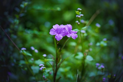 Flor, Natureza, Planta, Florescer, Roxo