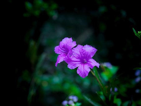 Flor, Florescimento, Planta, Natureza