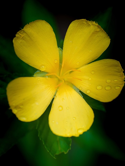 Flor, Natureza, Amarelo, Gotas