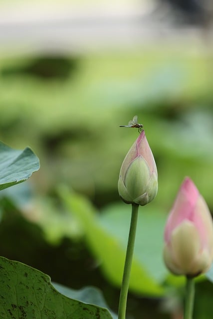 Natur, Lotus, Libelle, Lotusblume