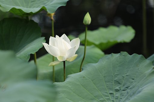 Weiße Lotosblume, Blume, Natur
