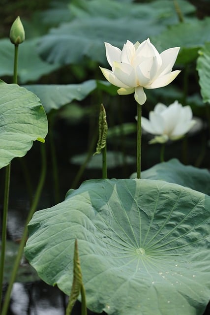 Weiße Lotusblume, Blüte, Wasserpflanze