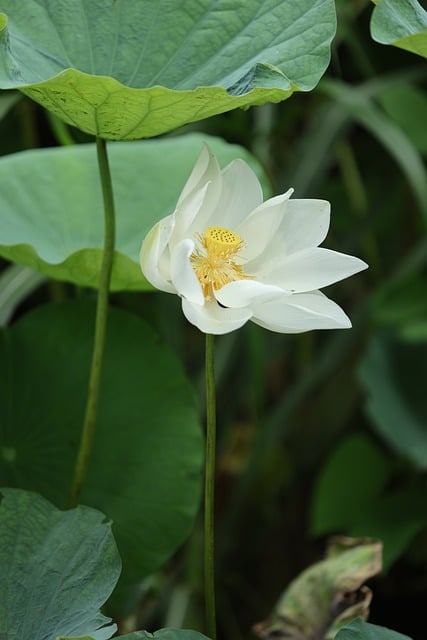 Weißer Lotus, Lotusblume, Gartenarbeit
