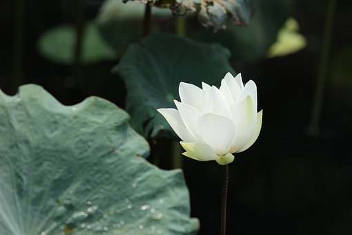 Weißer Lotus, Blume, Wasserpflanze