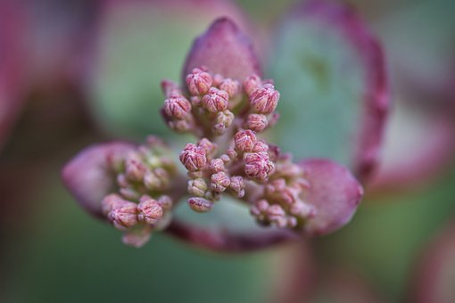 Free Detail Botany photo and picture
