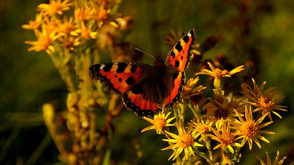 Free Butterfly Nature photo and picture
