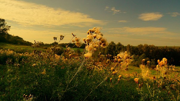 Free Nature Meadow photo and picture