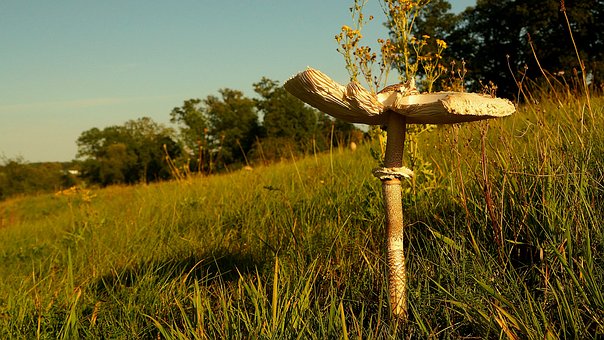 Free Mushroom Nature photo and picture