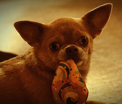 Free Chihuahua Dog photo and picture