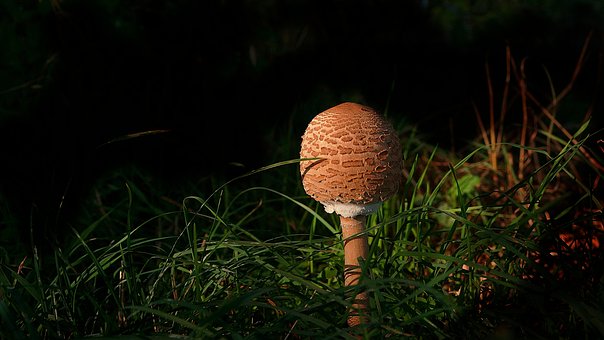 Free Mushroom Nature photo and picture