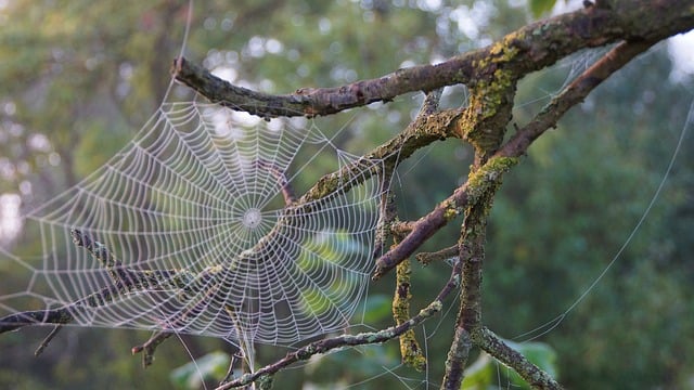 Free Spiderweb Tree Branch photo and picture