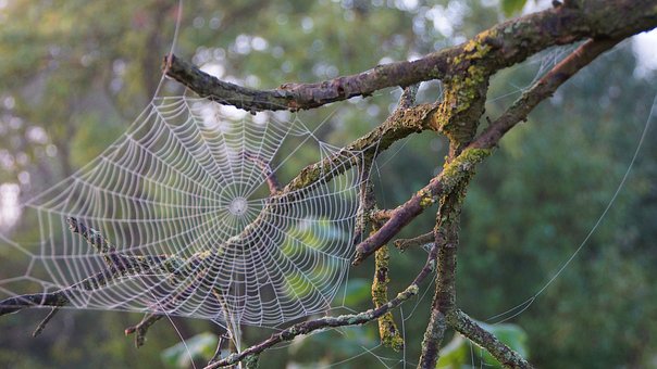 Free Spiderweb Tree Branch photo and picture